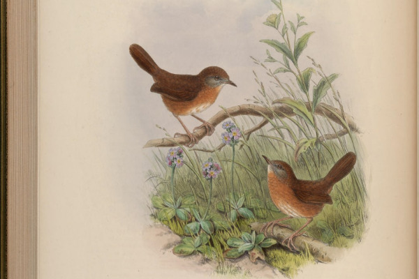 Rusty-throated wren-babbler