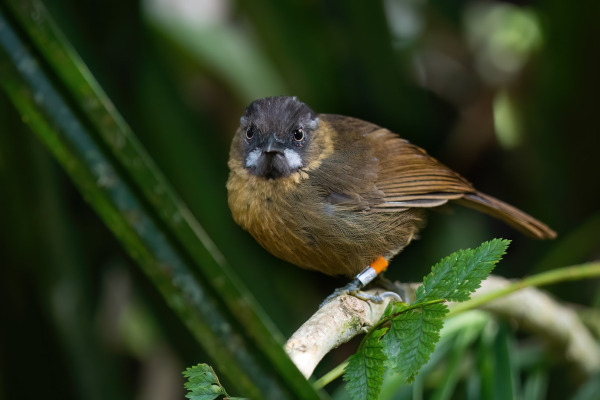 Rusty-throated wren-babbler