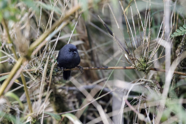 Rusty-tinged Antpitta