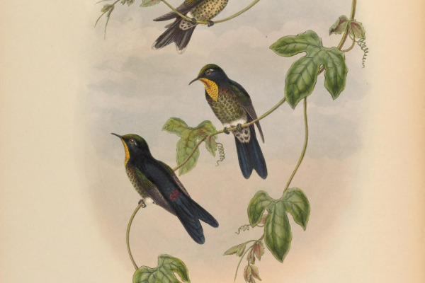 Rusty-tinged Antpitta