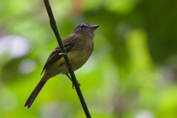 Rusty-winged Antwren