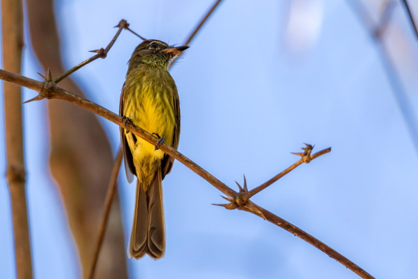 Rusty-winged Barwing