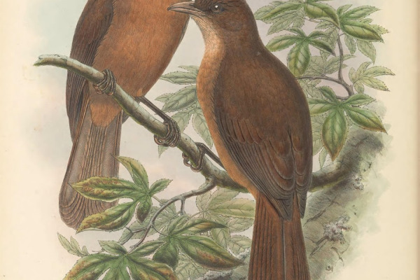 Rusty-winged Barwing