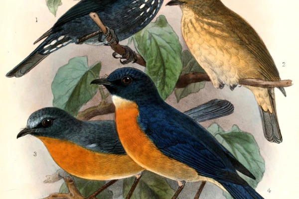 Ryukyu Flycatcher