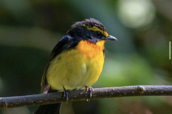 Ryukyu Flycatcher