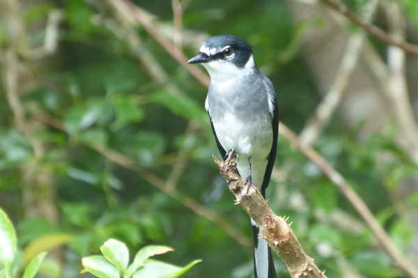 Ryukyu Minivet