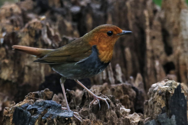 Ryukyu Robin