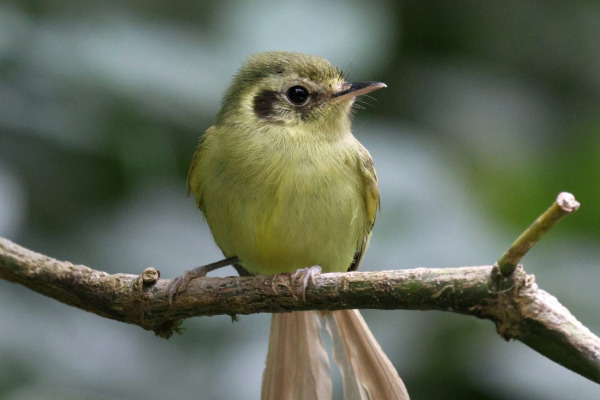 São Paulo Tyrannulet