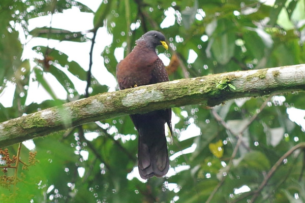 São Tomé Green Pigeon