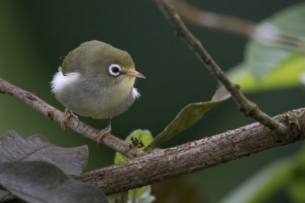 São Tomé white-eye