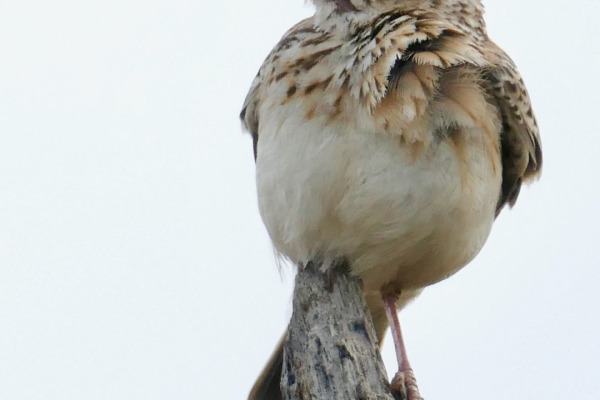 Sabota lark