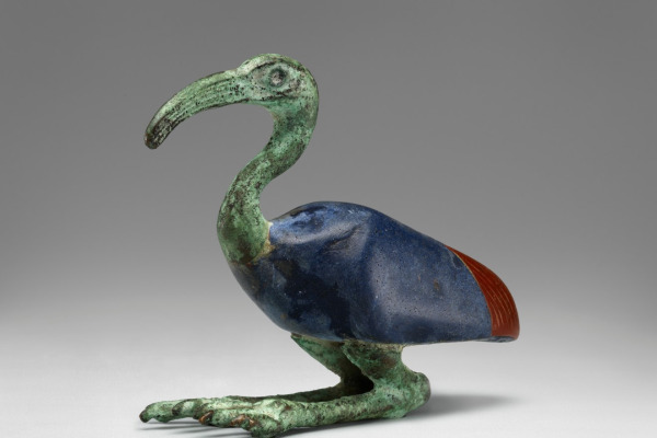 Sacred Ibis