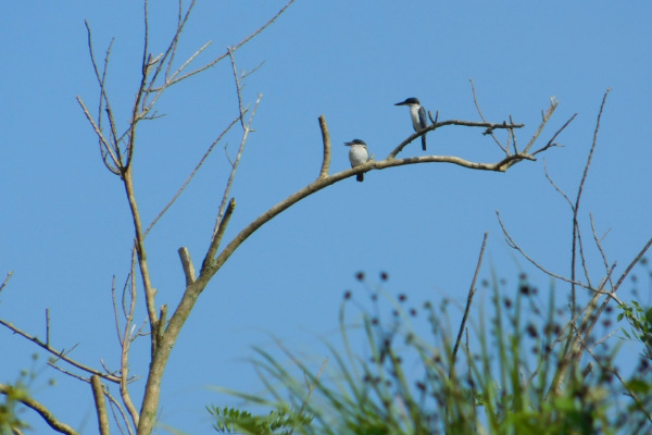 Sacred Kingfisher