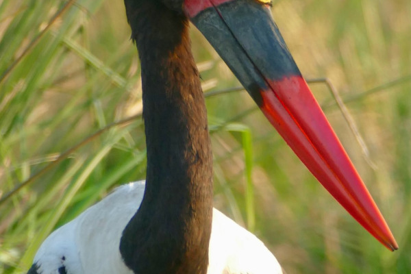 Saddle-billed stork