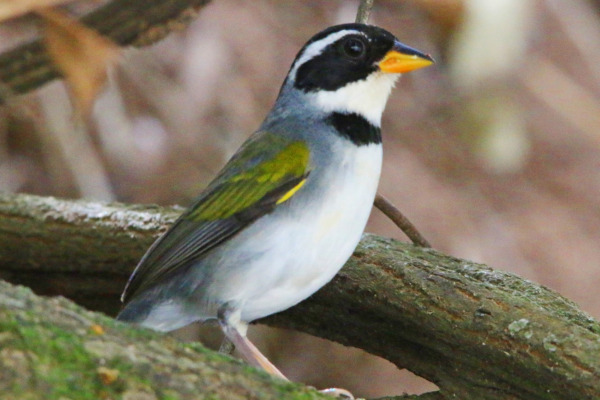 Saffron-billed Sparrow