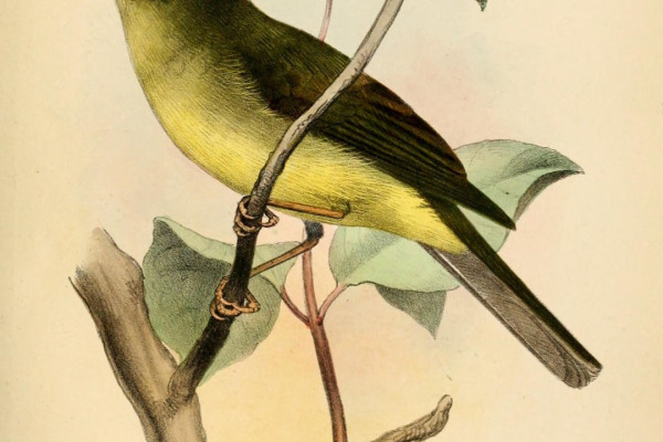 Saffron-crested Tyrant-Manakin