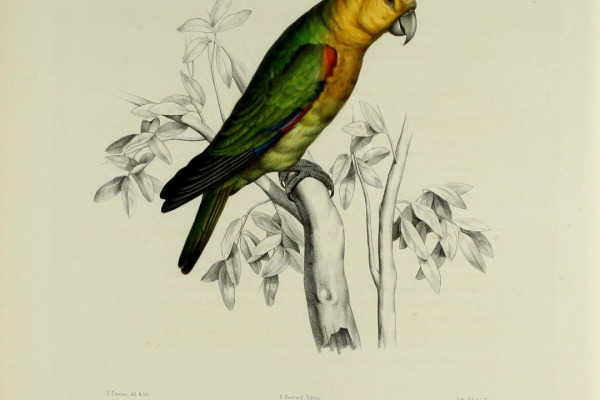 Saffron-headed Parrot