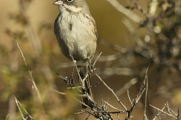 Sagebrush Sparrow