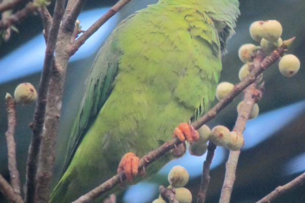 Saint Thomas parakeet
