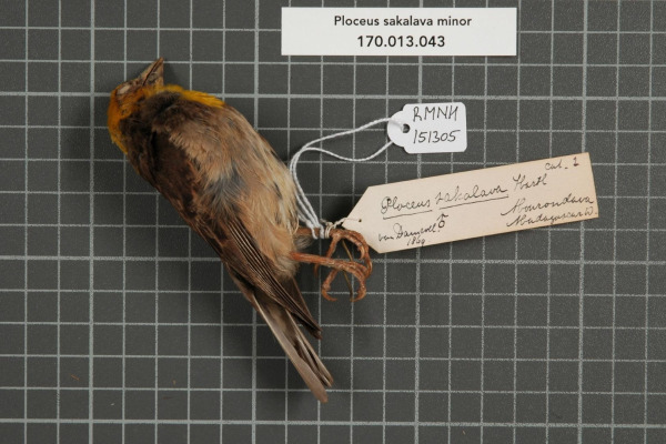 Sakalava Weaver