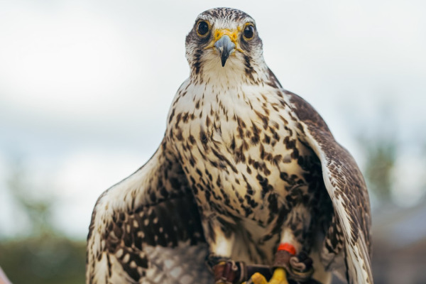 Saker falcon