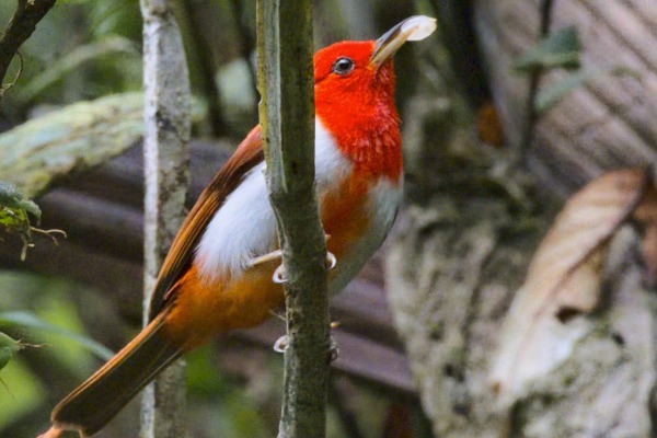 Salmon-colored Tanager