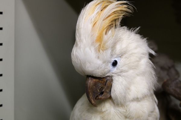 Salmon-crested cockatoo