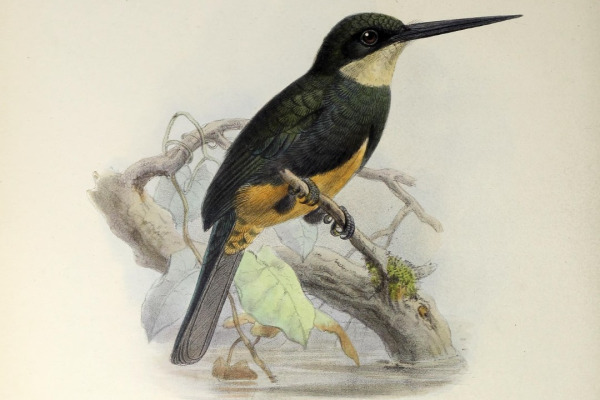 Salmoni's puffbird