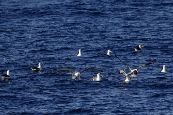 Salvin's albatross