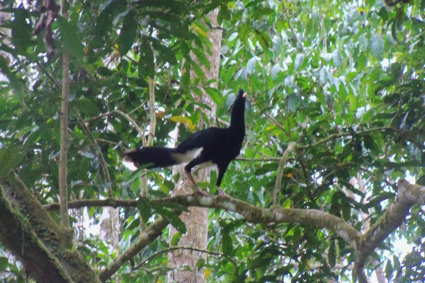 Salvin's curassow