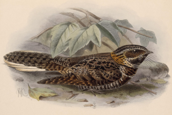 Salvin's Nightjar