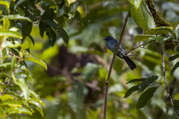 Samar Fantail
