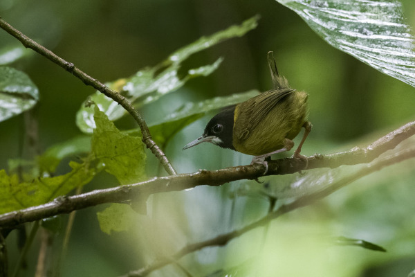 Samar Olive-backed Sunbird