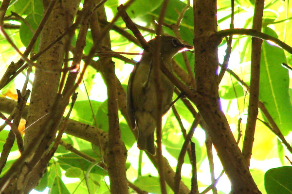 Samoan White-eye