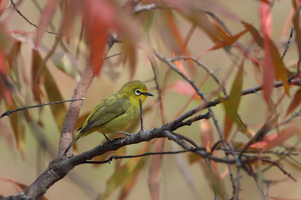 Samoan White-eye