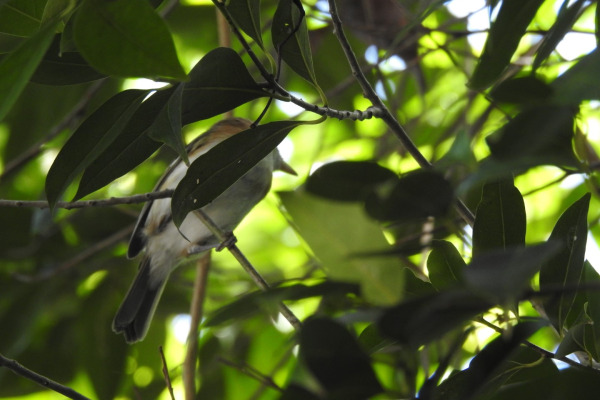 San Andres Vireo