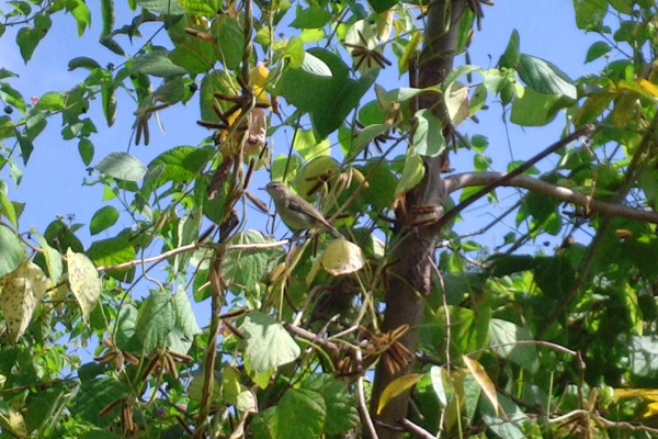 San Andres Vireo