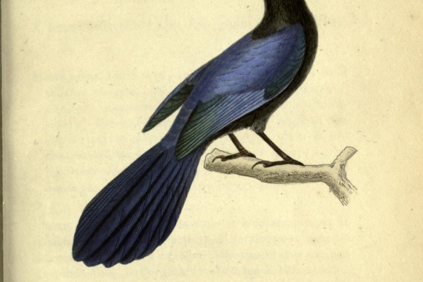 San Blas jay