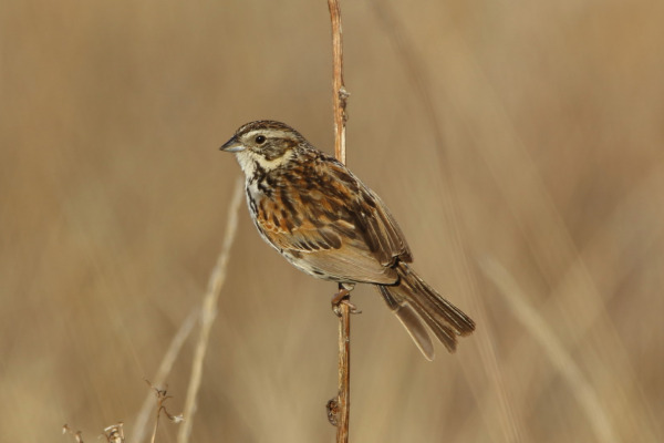 San Cristobal brush-finch