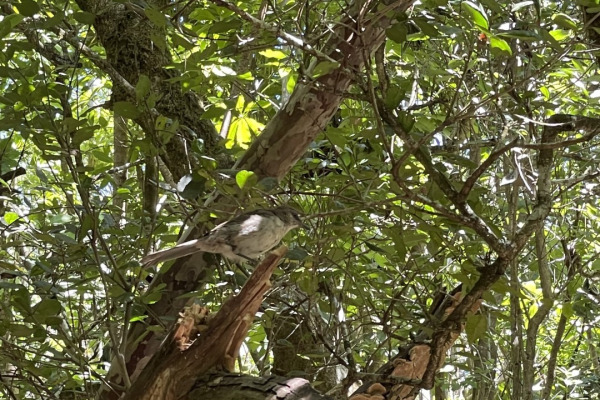 San Cristobal Mockingbird