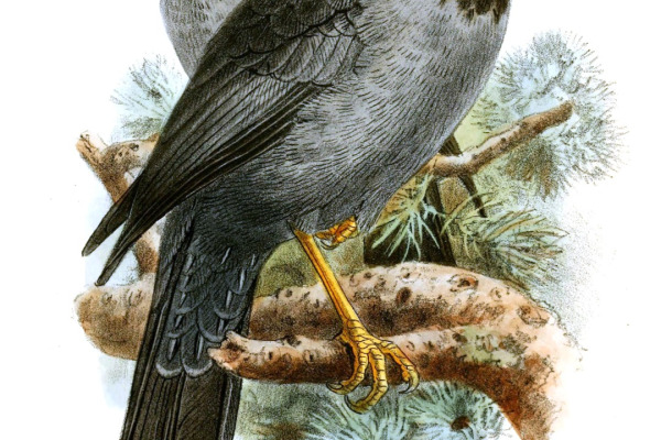 San Cristobal thrush