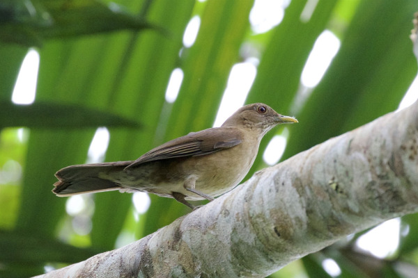Sanchez's Thrush