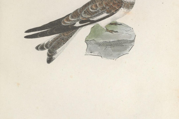 Sand-colored Nighthawk
