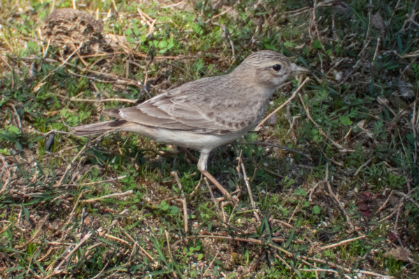Sand Lark