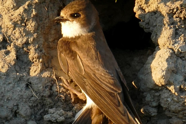 Sand Martin