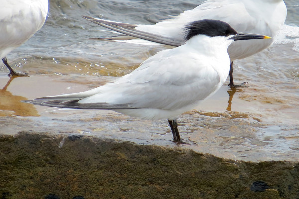 Sandwich Tern