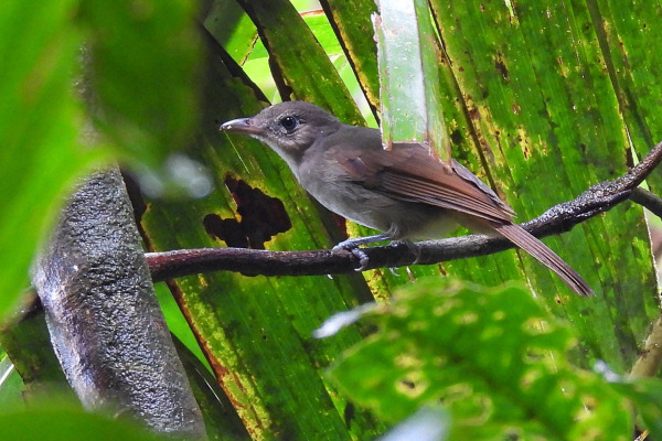 Sangihe Shrikethrush
