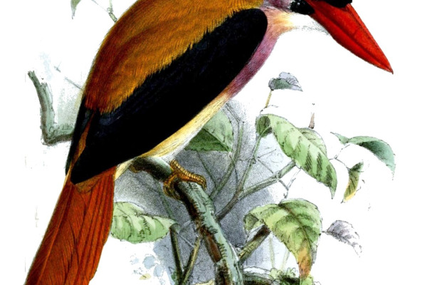 Sangihe Shrikethrush