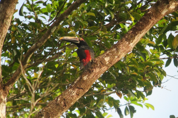 Sanguine Toucan