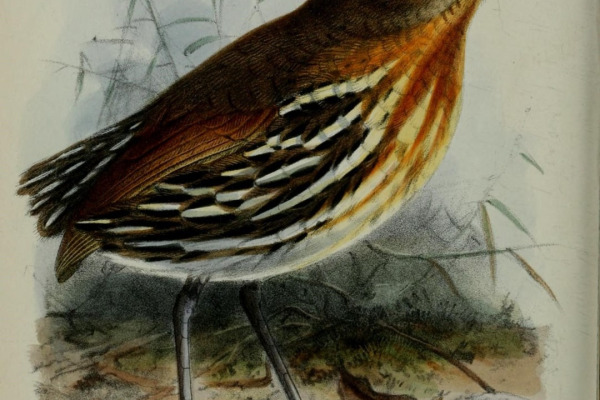 Santa Marta Antpitta
